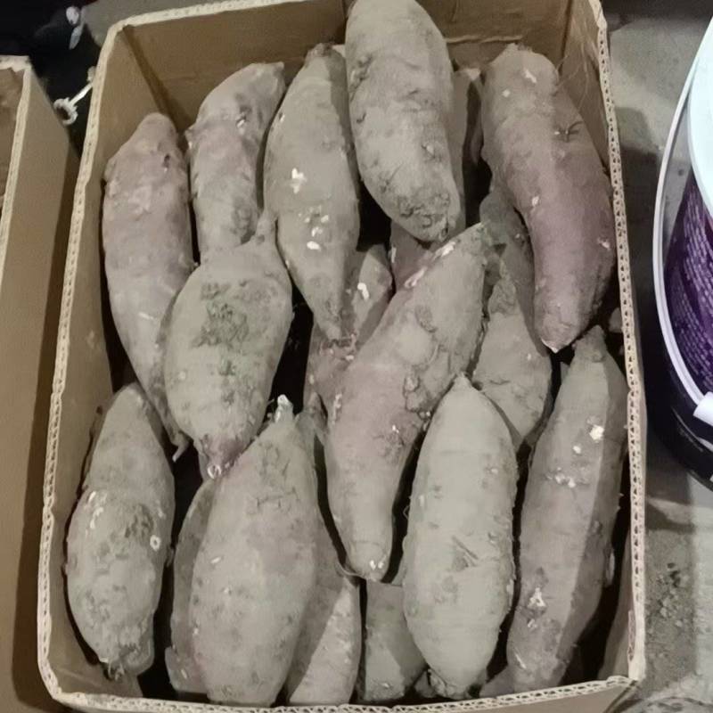 岳龙红瑶烟薯