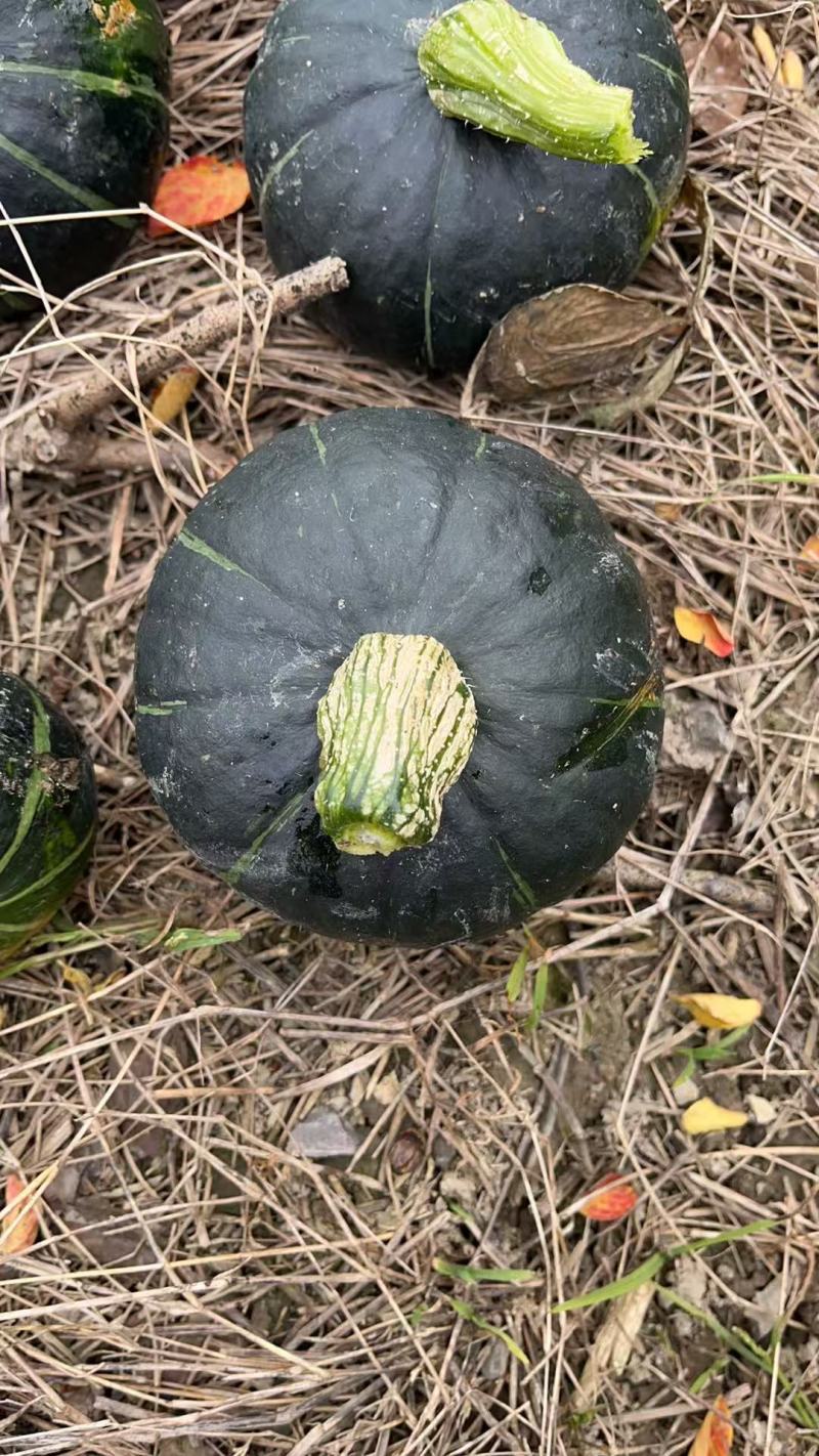 爆粉爆粉贝贝南瓜