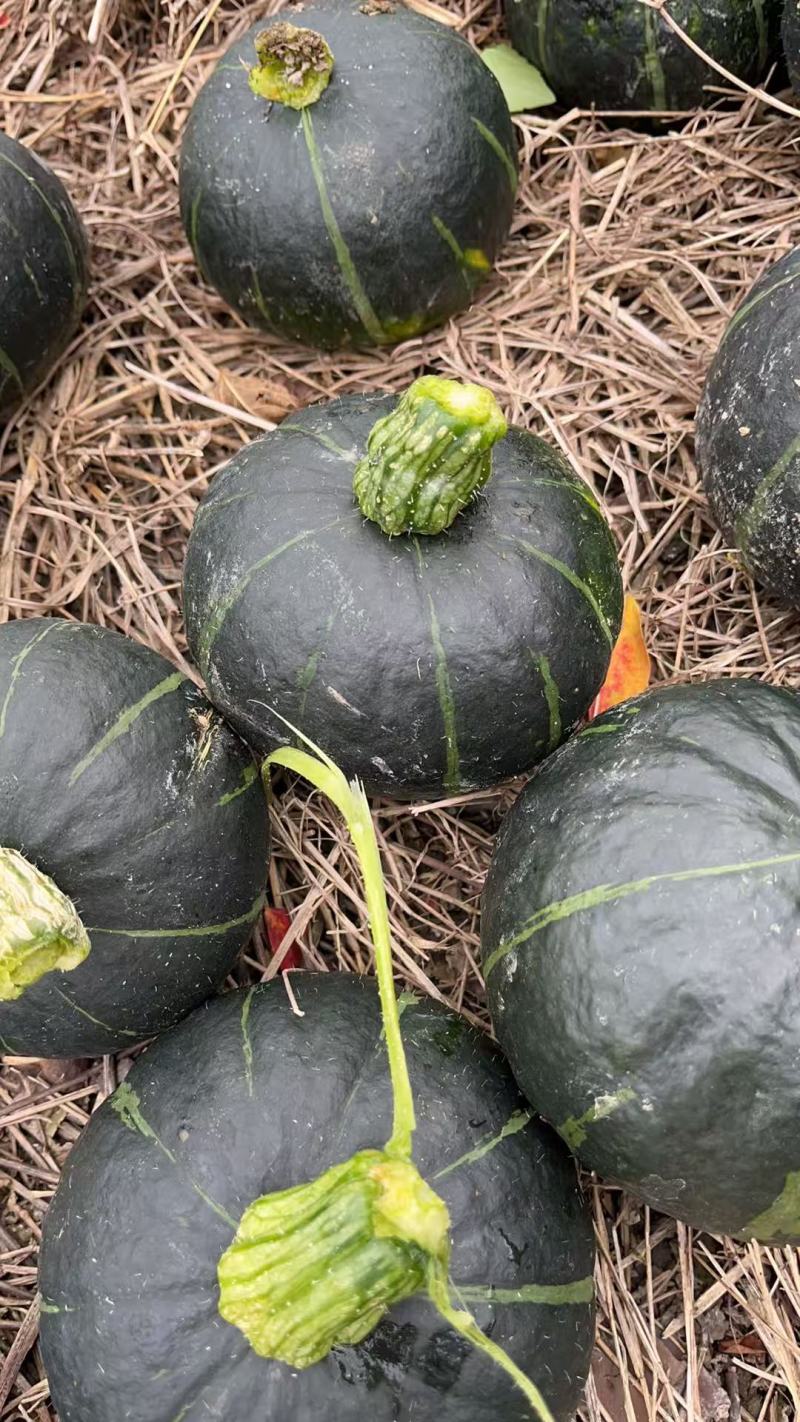 爆粉爆粉贝贝南瓜