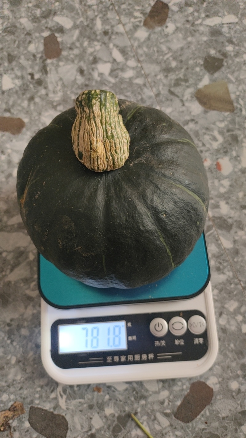 爆粉爆粉贝贝南瓜