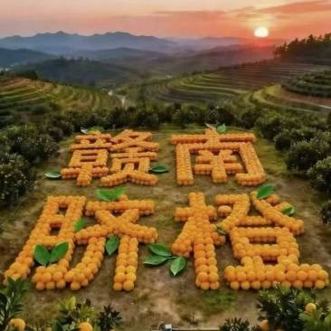 江西兴国橙子/赣南脐橙/自家果园种植/量大价优/诚信经营