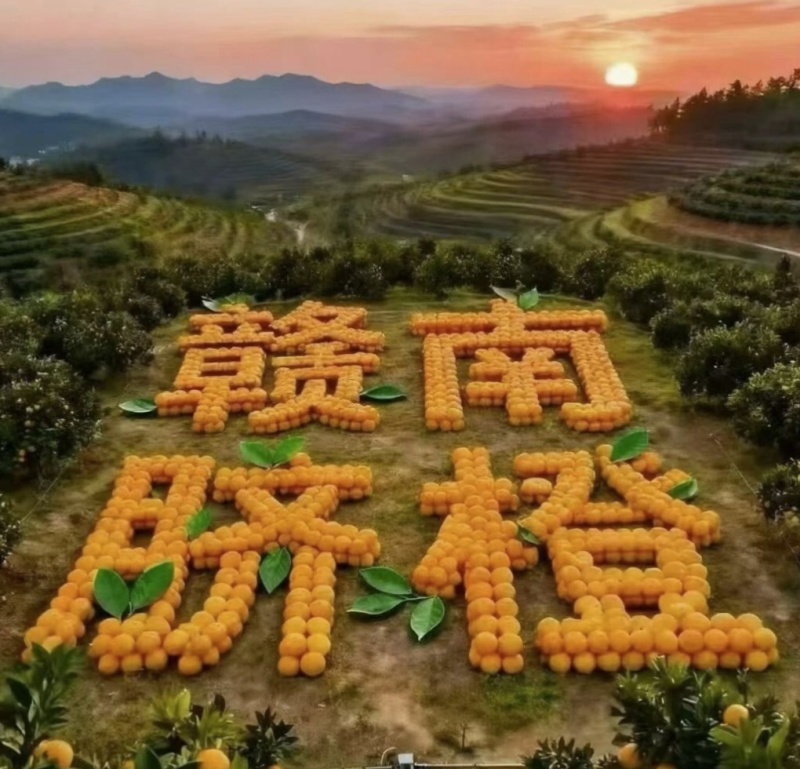江西兴国橙子/赣南脐橙/自家果园种植/量大价优/诚信经营