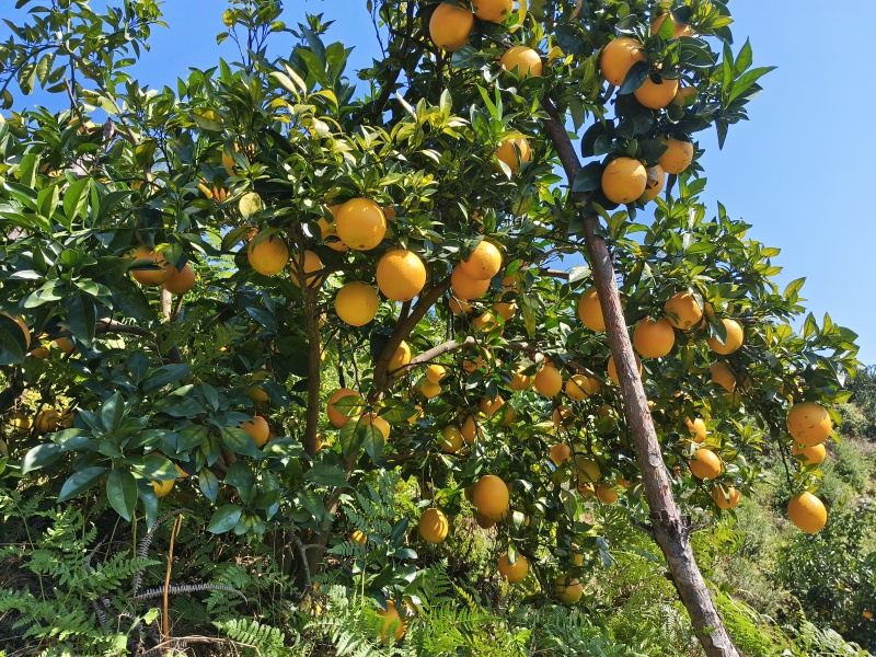 江西兴国橙子/赣南脐橙/自家果园种植/量大价优/诚信经营