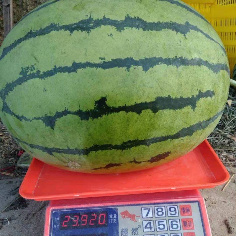 荣丰西农八号西瓜种子特大超甜西瓜种子抗病高产露地大棚种石