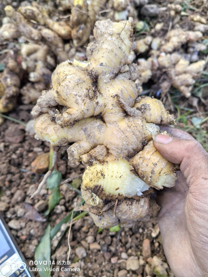 贵州贞丰二黄姜