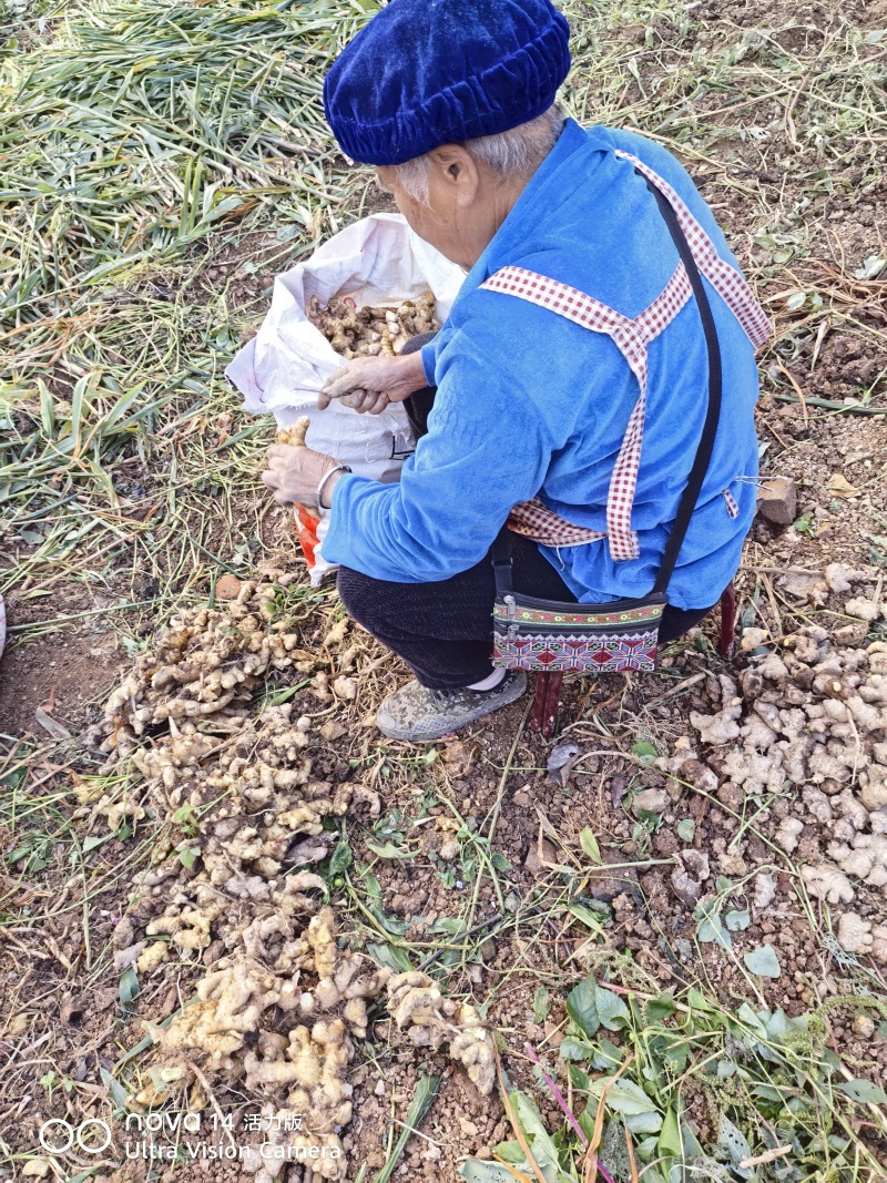 贵州贞丰二黄姜