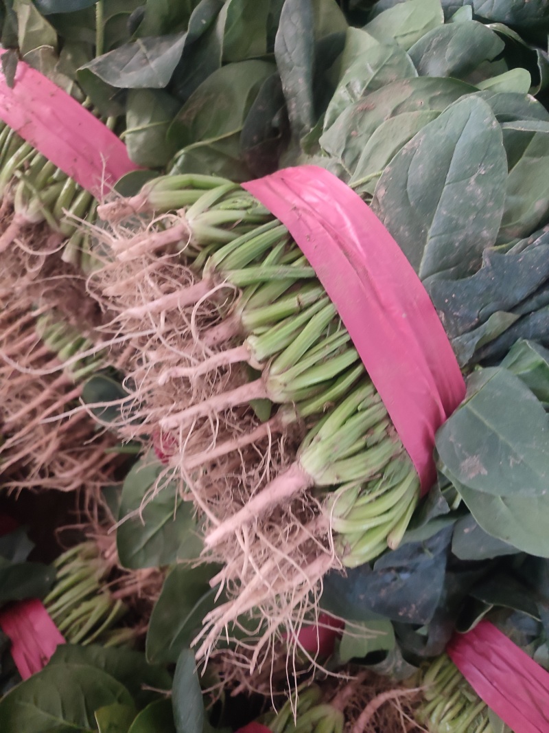 河南滑县精品大叶菠菜，粗根、细根，陆地、大棚，量大，
