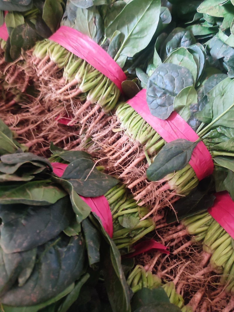 河南滑县精品大叶菠菜，粗根、细根，陆地、大棚，量大，
