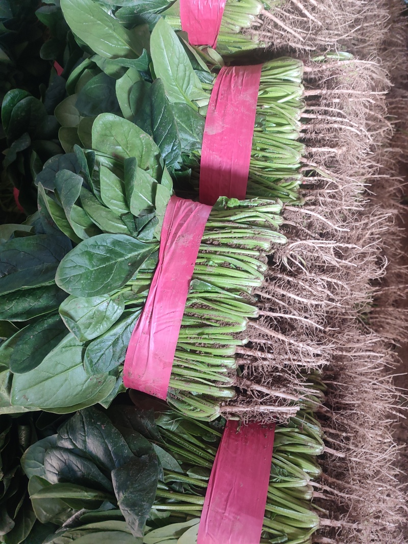 河南滑县精品大叶菠菜，粗根、细根，陆地、大棚，量大，