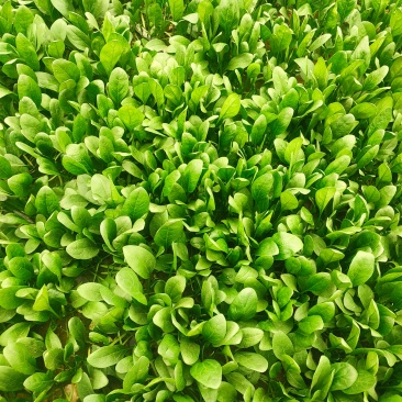 河南滑县精品大叶菠菜，粗根、细根，陆地、大棚，量大，