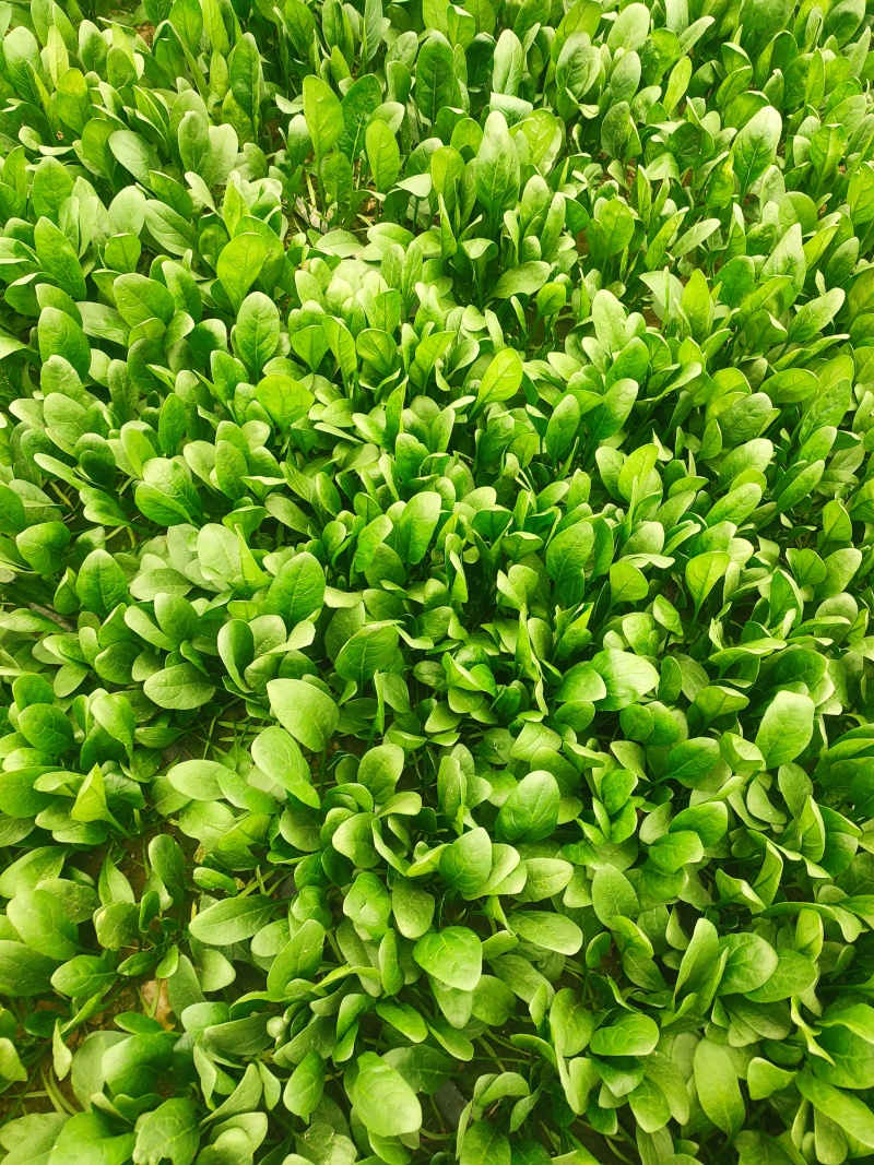河南滑县精品大叶菠菜，粗根、细根，陆地、大棚，量大，