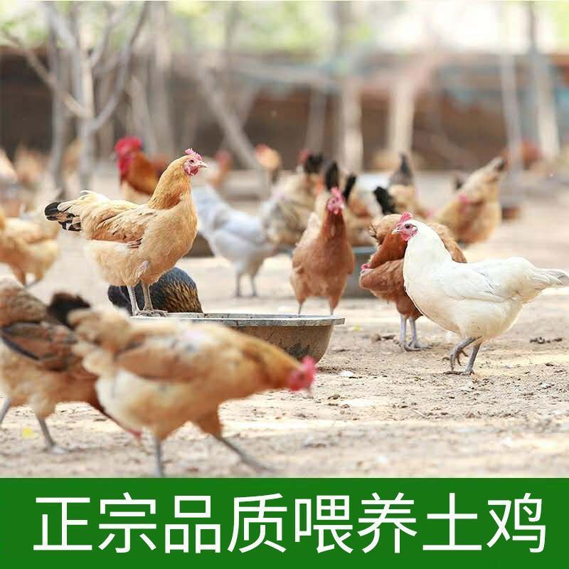 散养三黄鸡土鸡农家走地鸡小笨鸡母鸡整只冰鲜整鸡童子鸡