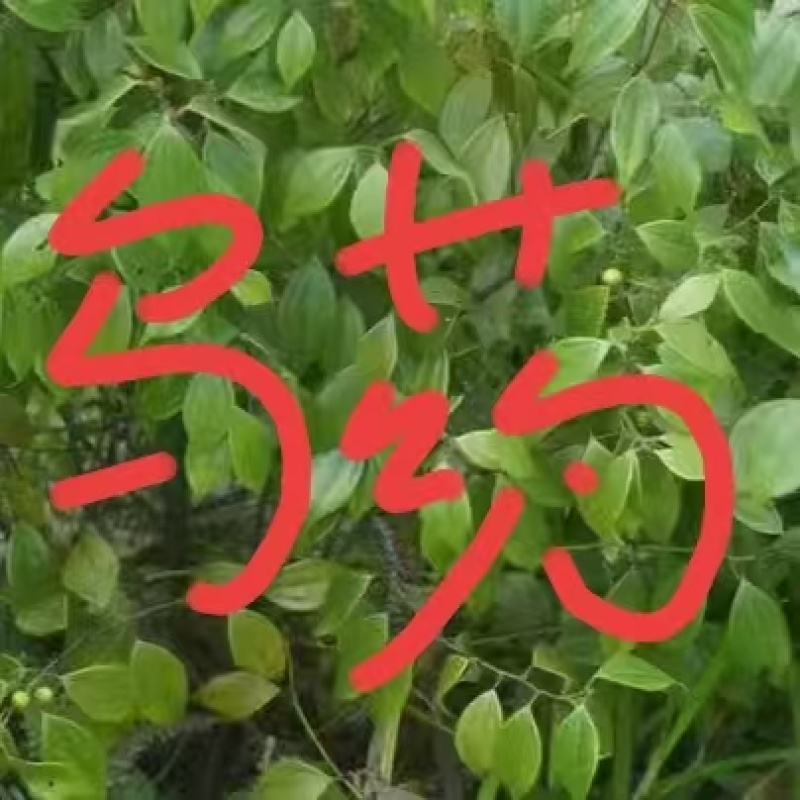 ***野生的乌药