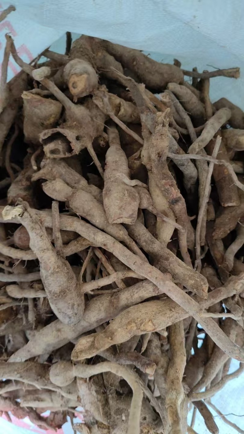 ***野生的乌药