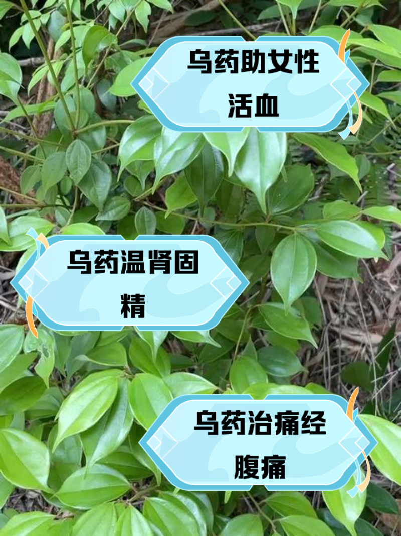 ***野生的乌药