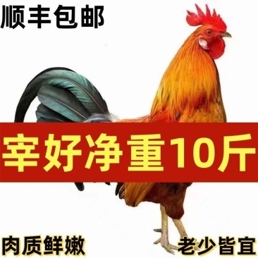 圈养农家大公鸡现宰生鲜整只山东笨鸡土鸡