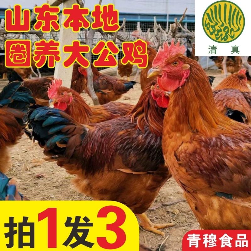 圈养农家大公鸡现宰生鲜整只山东笨鸡土鸡