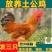 圈养农家大公鸡现宰生鲜整只山东笨鸡土鸡