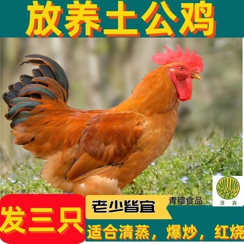 圈养农家大公鸡现宰生鲜整只山东笨鸡土鸡