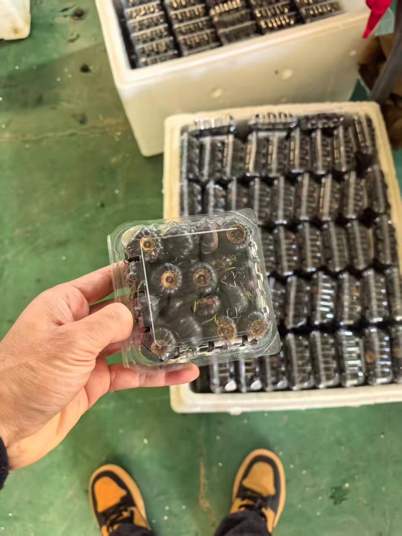 云南高原精品红果参，集采，代发