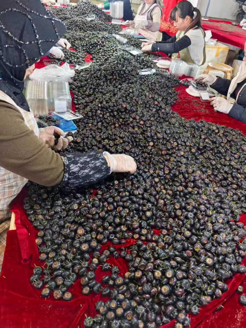 云南高原精品红果参，集采，代发