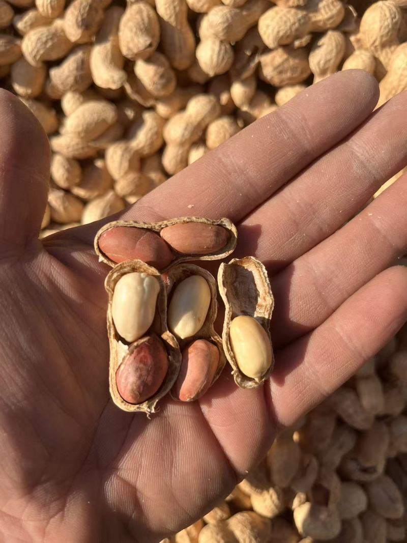 干炒花生铁锅炒花生柴火炒花生熟花生电商批发一件代发
