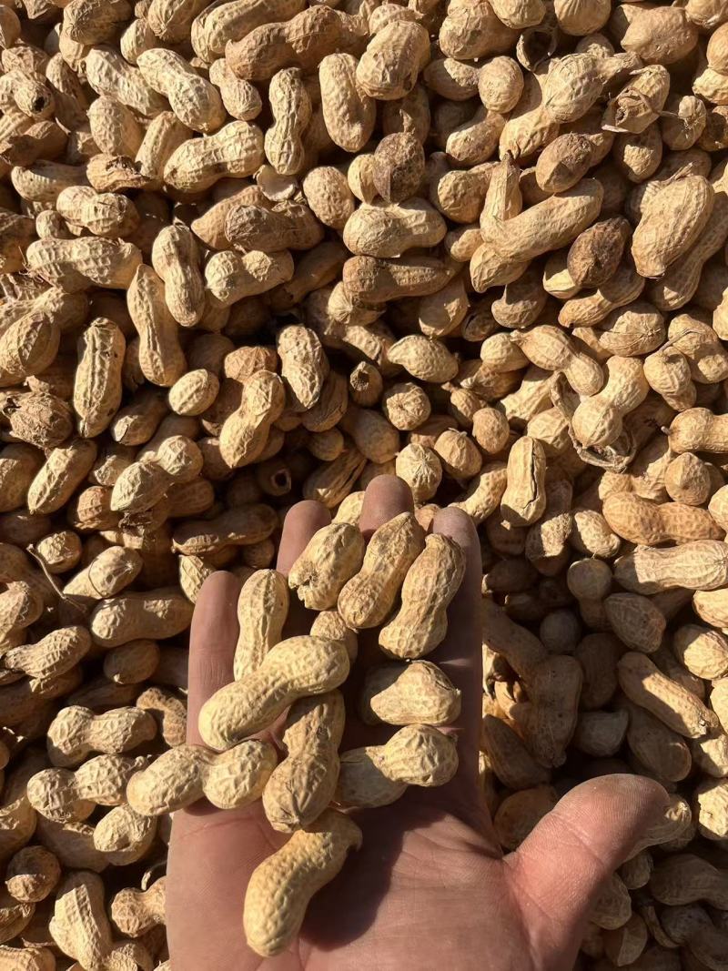 干炒花生铁锅炒花生柴火炒花生熟花生电商批发一件代发