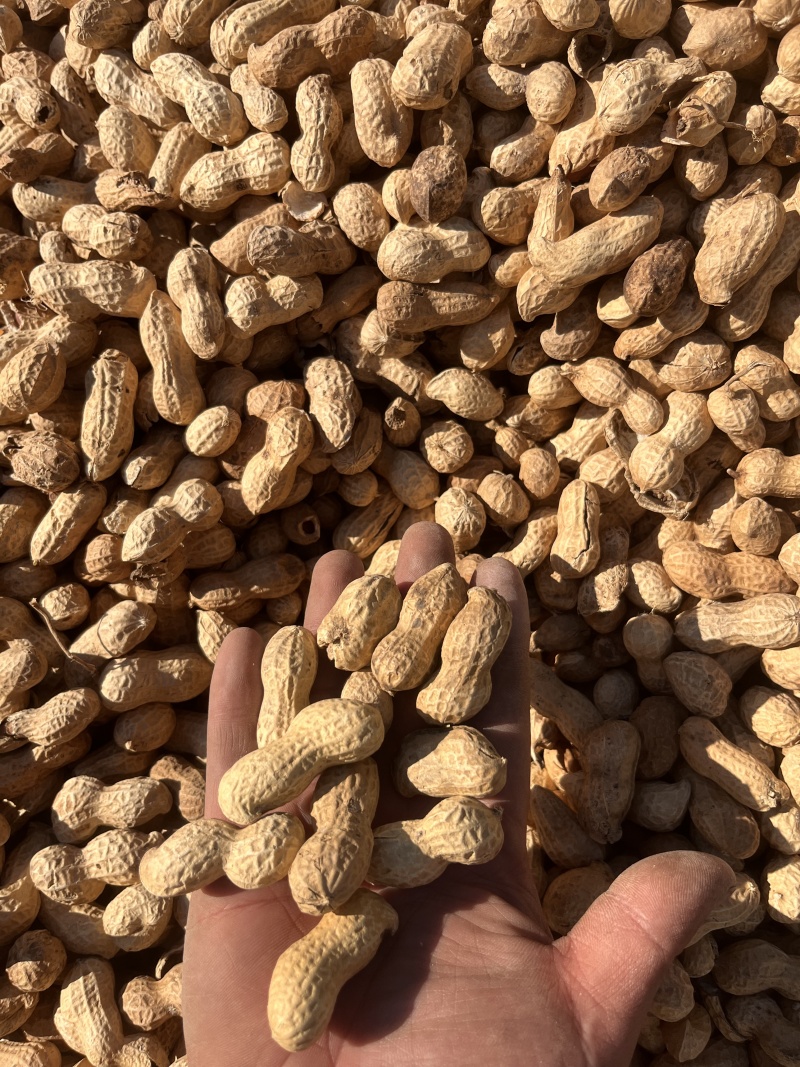 干炒花生铁锅炒花生柴火炒花生熟花生电商批发一件代发