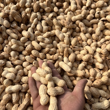 干炒花生铁锅炒花生柴火炒花生熟花生电商批发一件代发