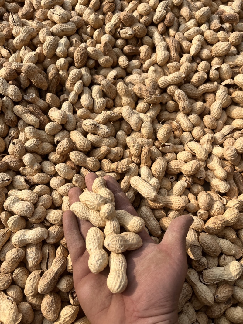 干炒花生铁锅炒花生柴火炒花生熟花生电商批发一件代发