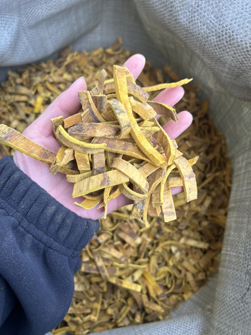 黄柏去皮黄柏中药材大量批发零售真实拍摄