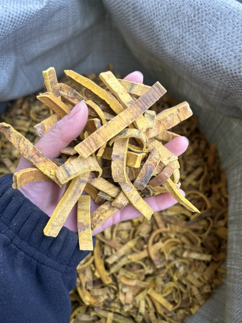 黄柏去皮黄柏中药材大量批发零售真实拍摄