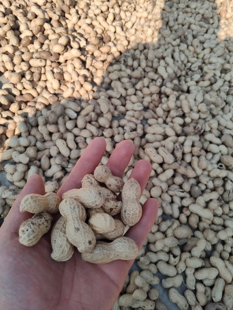 干炒花生铁锅炒花生柴火炒花生熟花生电商批发一件代发