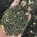 茉莉花茶10万斤