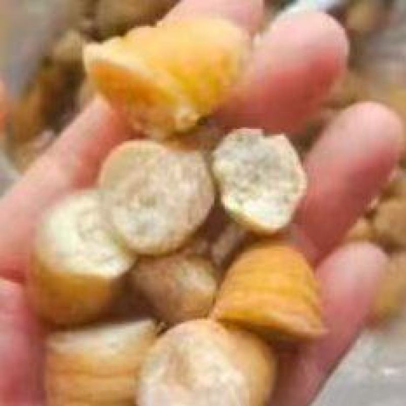 高蛋白竹笋虫/常年供应/一手货源/量大有优惠/需要联系