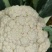 精品有机花菜松花菜大量供应质量保证对接市场商超电商等