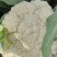 精品有机花菜松花菜大量供应质量保证对接市场商超电商等