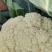 精品有机花菜松花菜大量供应质量保证对接市场商超电商等