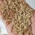 稻谷