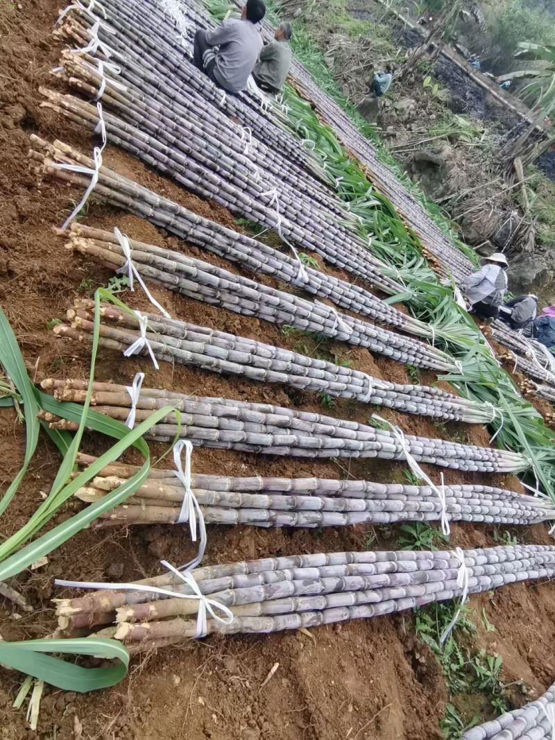 贵州紫皮甘蔗，产地推销，一手货源，货源充足，欢迎采购