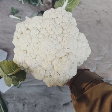 精品有机花菜松花菜大量供应质量保证对接市场商超电商等