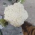 精品有机花菜松花菜大量供应质量保证对接市场商超电商等