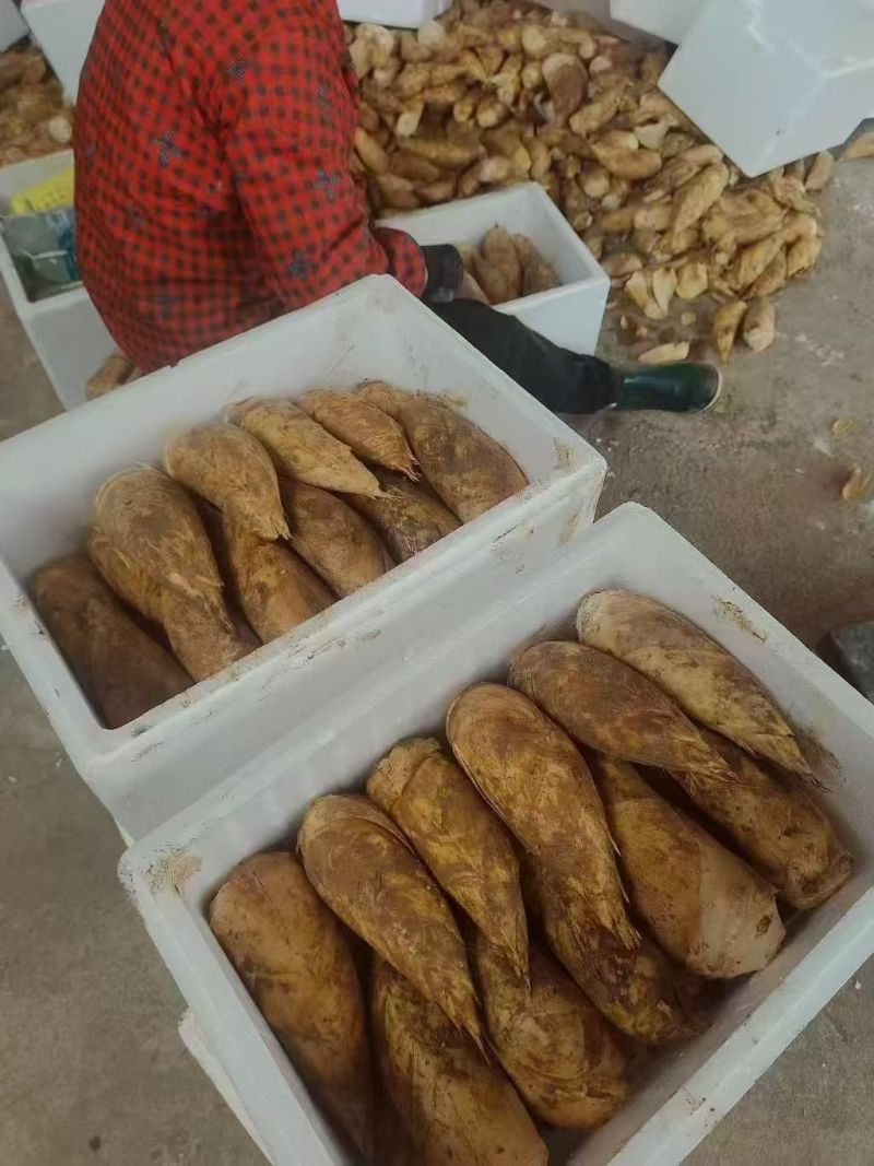 新鲜冬笋大量上市