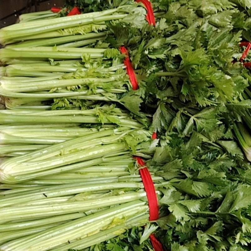 河南西芹大量上市，颗颗精品。