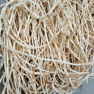 贵州鱼腥草