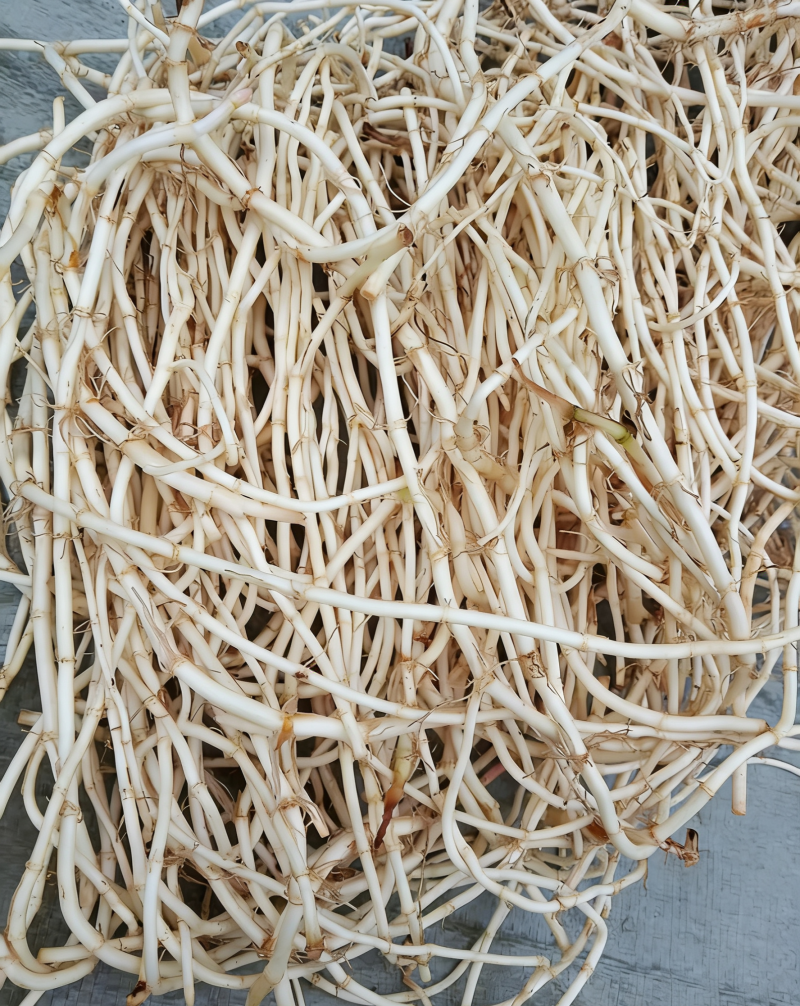 贵州鱼腥草