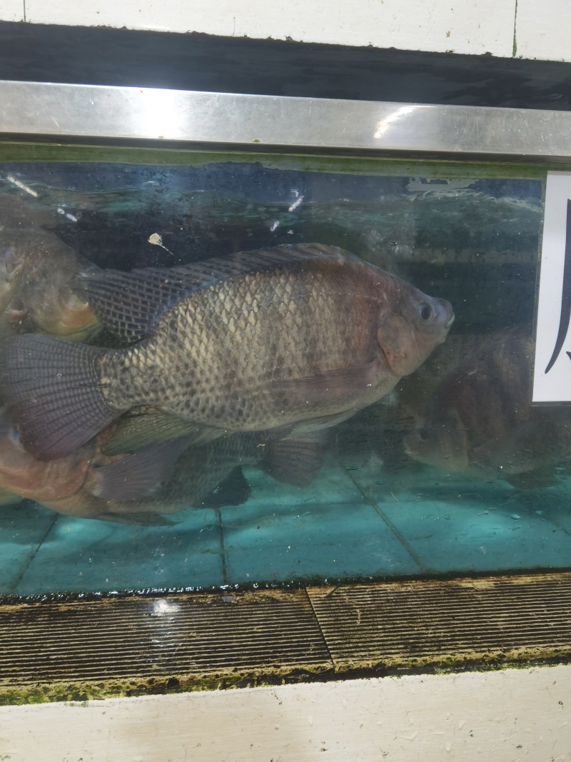脆肉罗非鱼养殖基地