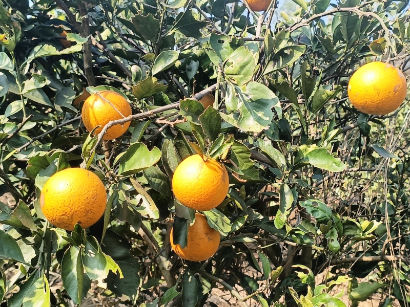 广西金秀代办各种柑橘百家果砂糖橘沃柑蜜橙马水橘好果次果