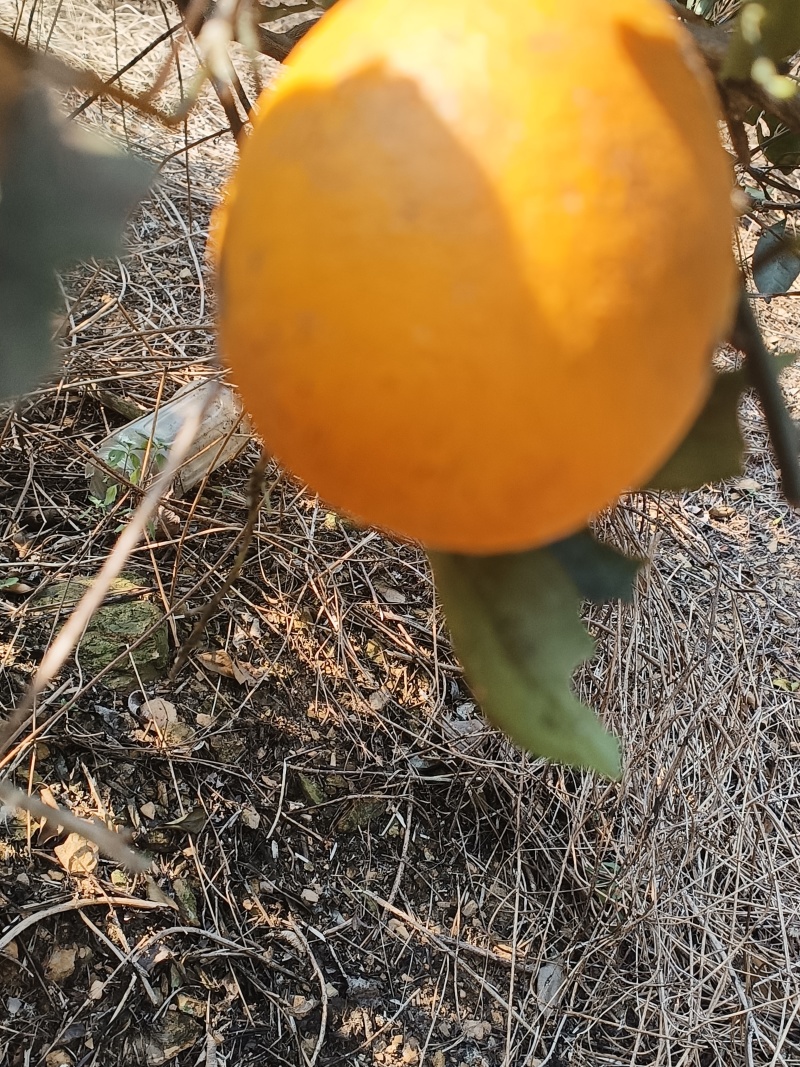 广西金秀代办各种柑橘百家果砂糖橘沃柑蜜橙马水橘好果次果