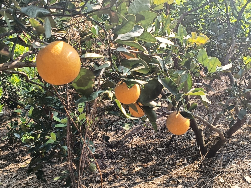 广西金秀代办各种柑橘百家果砂糖橘沃柑蜜橙马水橘好果次果